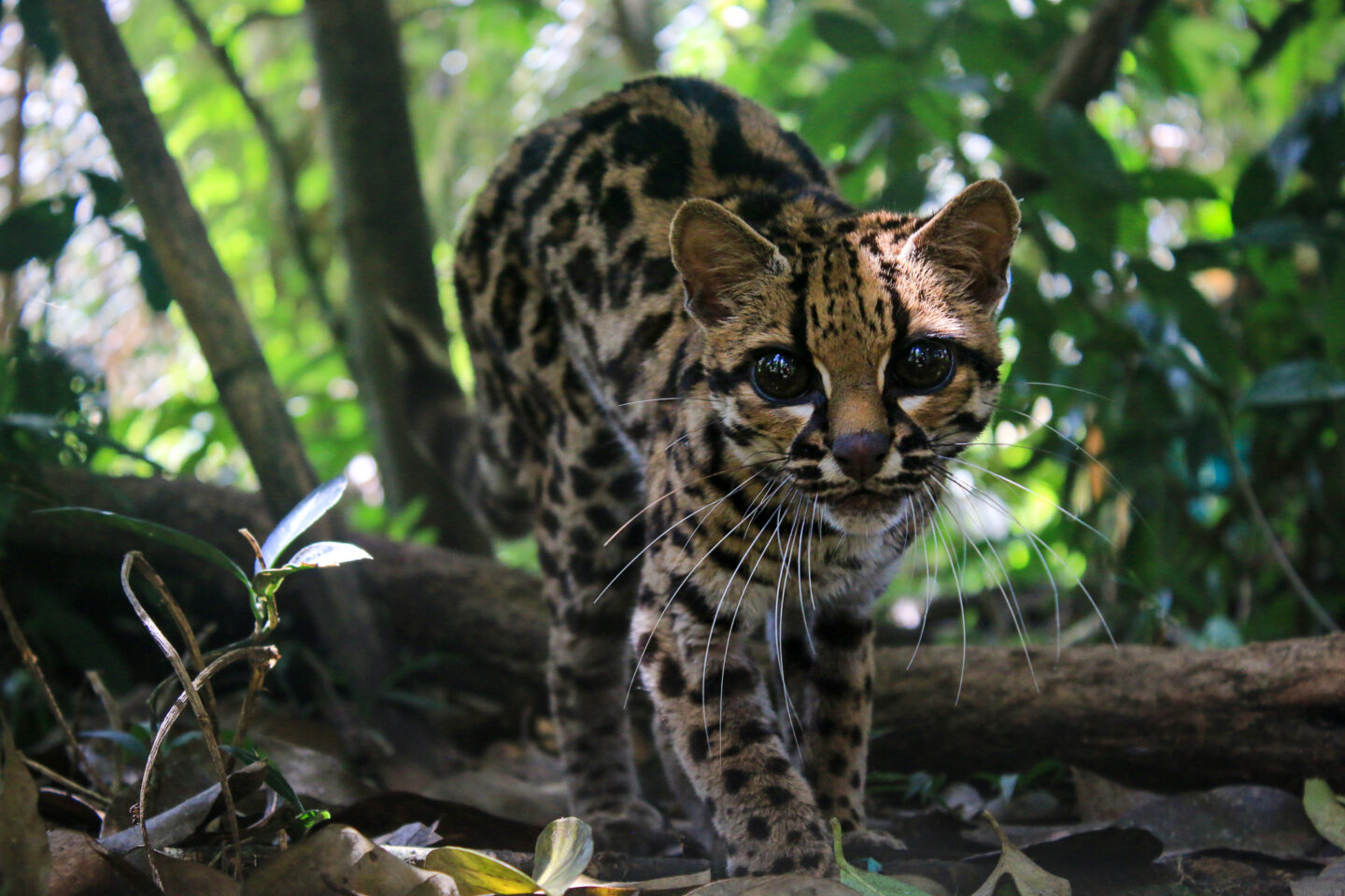 costa-rica-margay