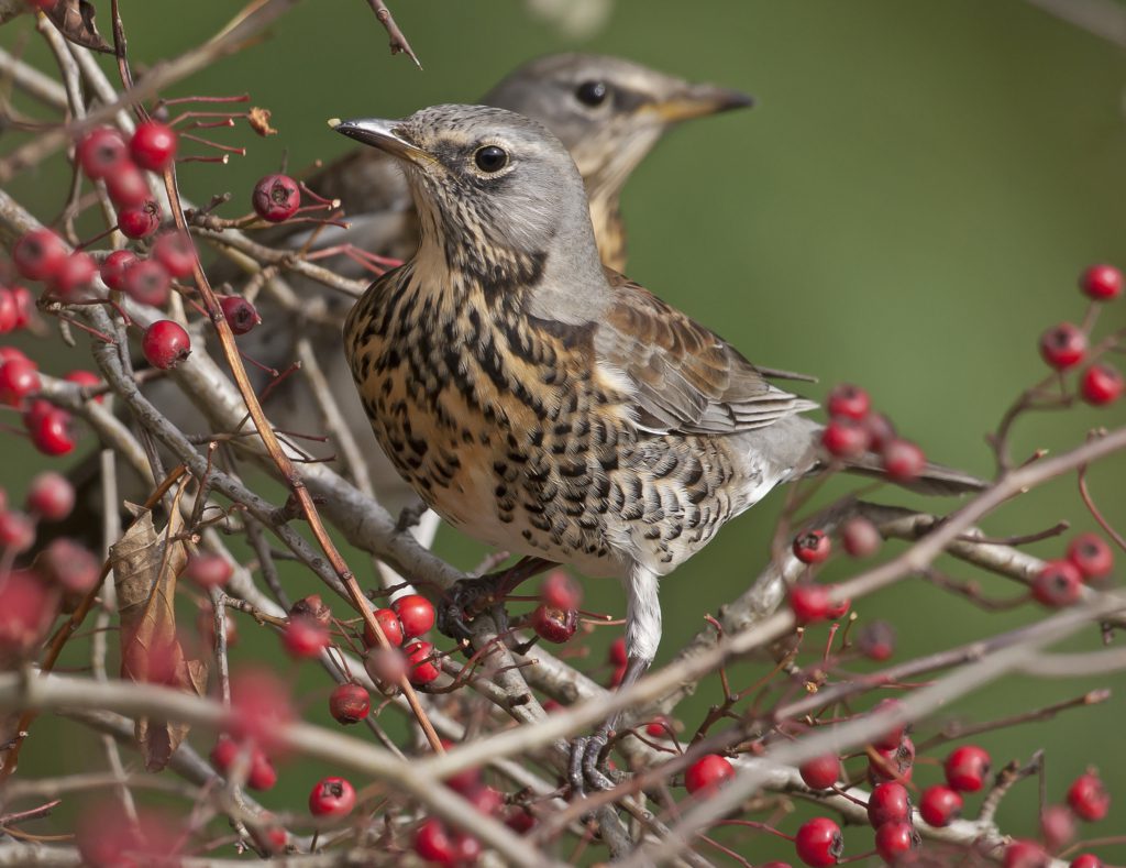 vogels