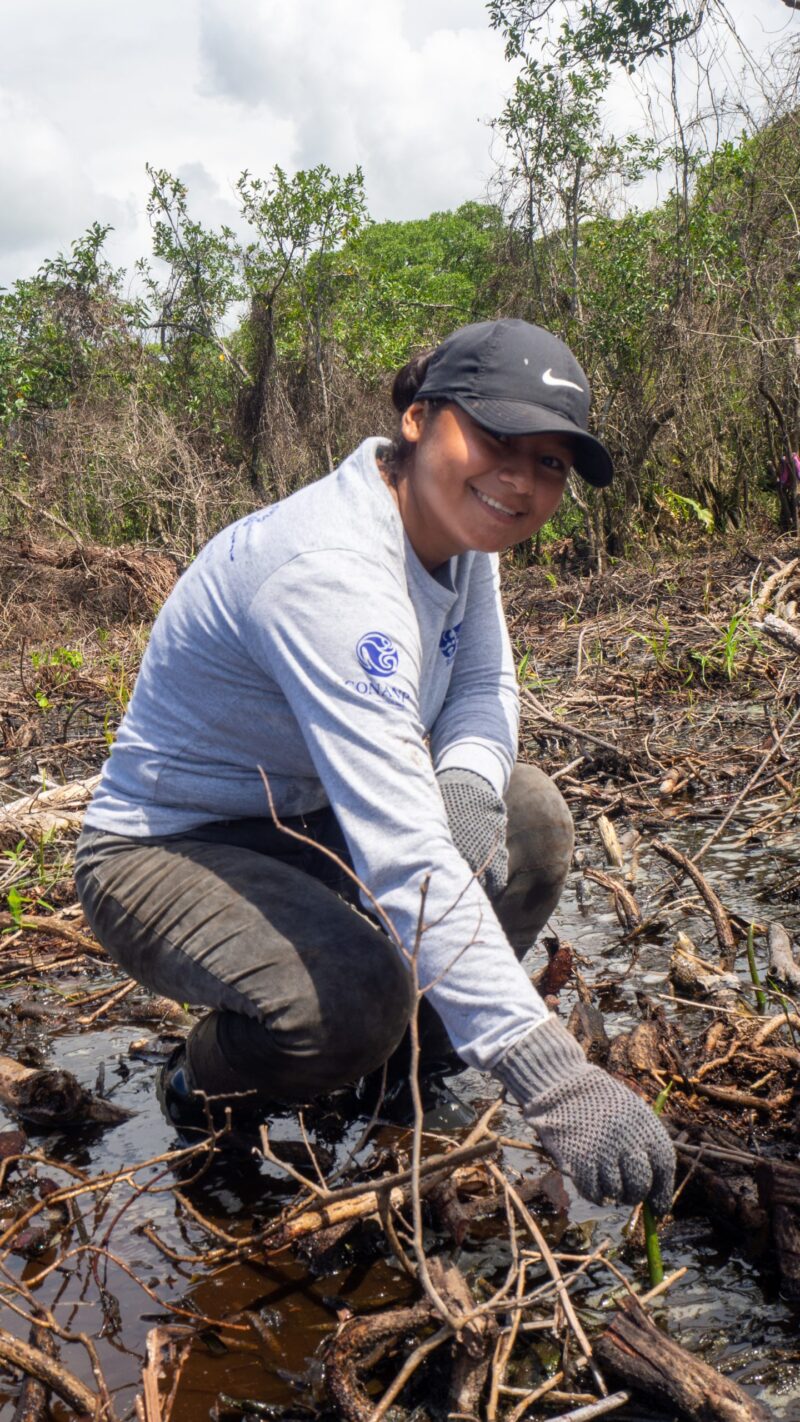 Employee at the mangrove planting site