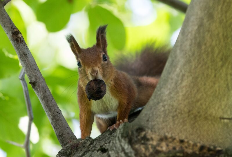 Forest animal - squirrel with walnut