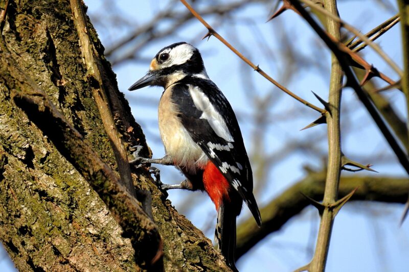 Forest animal - woodpecker
