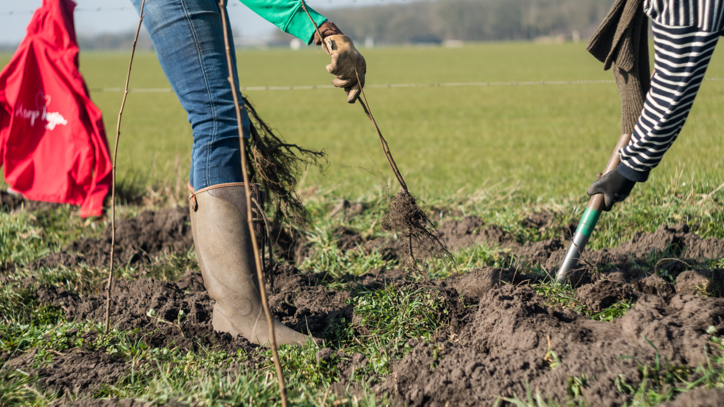 Heg planten heg-planten