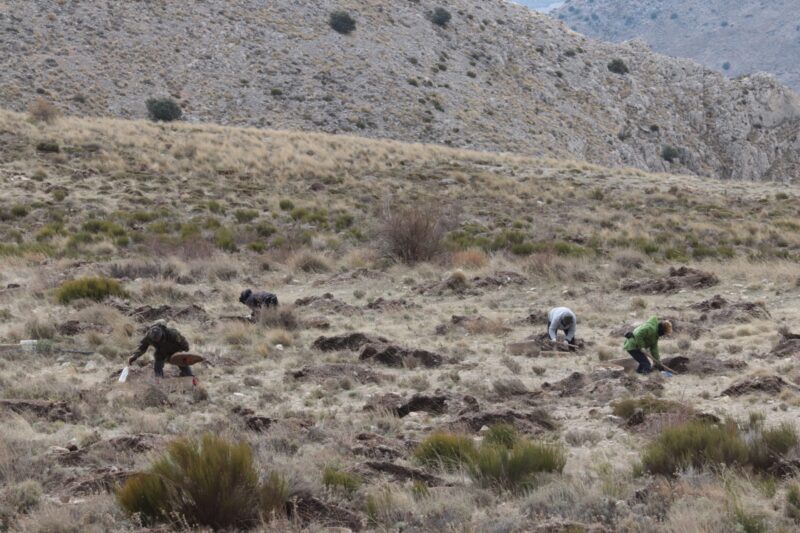 Planting activities in El Cortijico