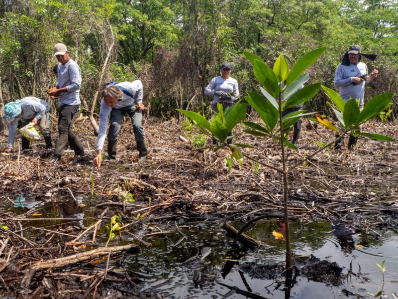 Planting the mangrove
