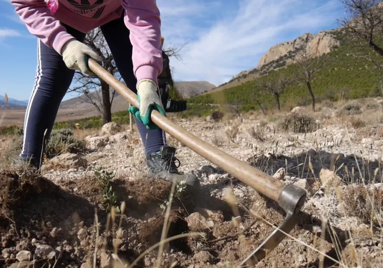 Hoe inheems bos helpt tegen bosbranden in Spanje