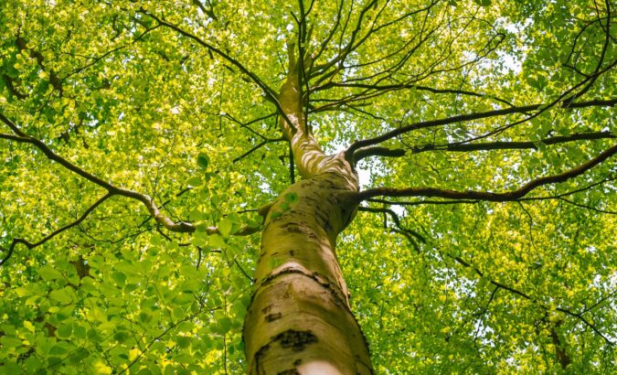 CO2 compenseren door bomen te planten: een goed idee of toch niet?