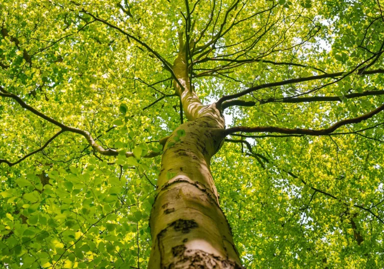 CO2 compenseren door bomen te planten: goed idee of toch niet?