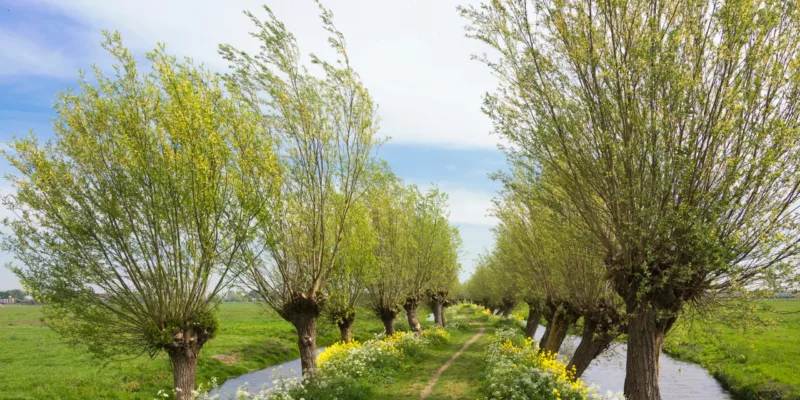 Metropoolregio Amsterdam | Groen en biodivers landschap rondom Amsterdam