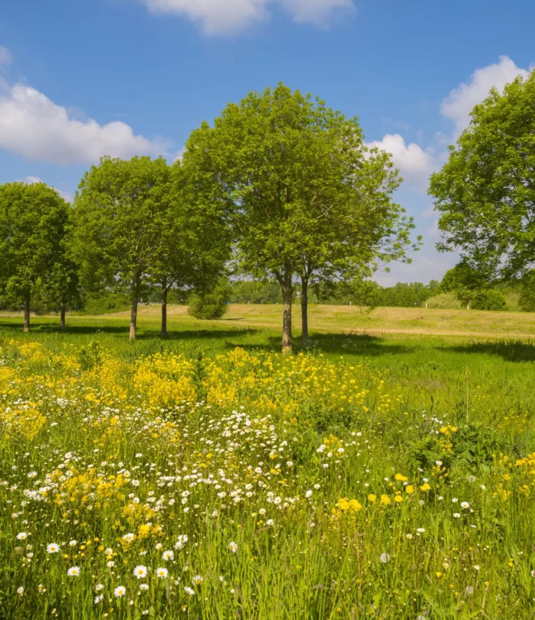 Landschapselementen Gelderland | Aanplant van landschapselementen verspreid over de provincie