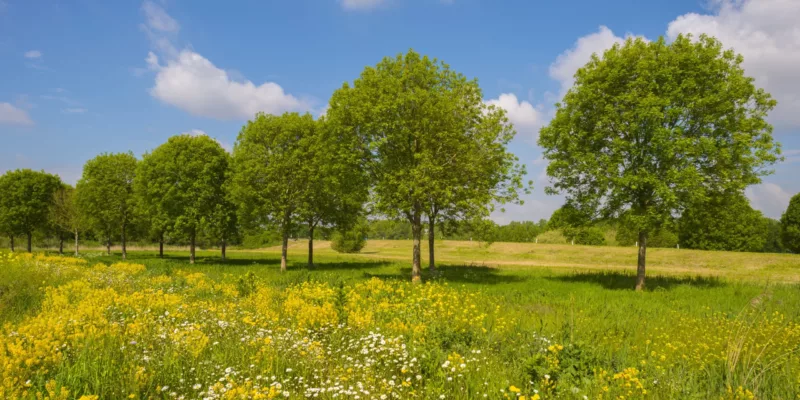 Landschapselementen Gelderland | Aanplant van landschapselementen verspreid over de provincie