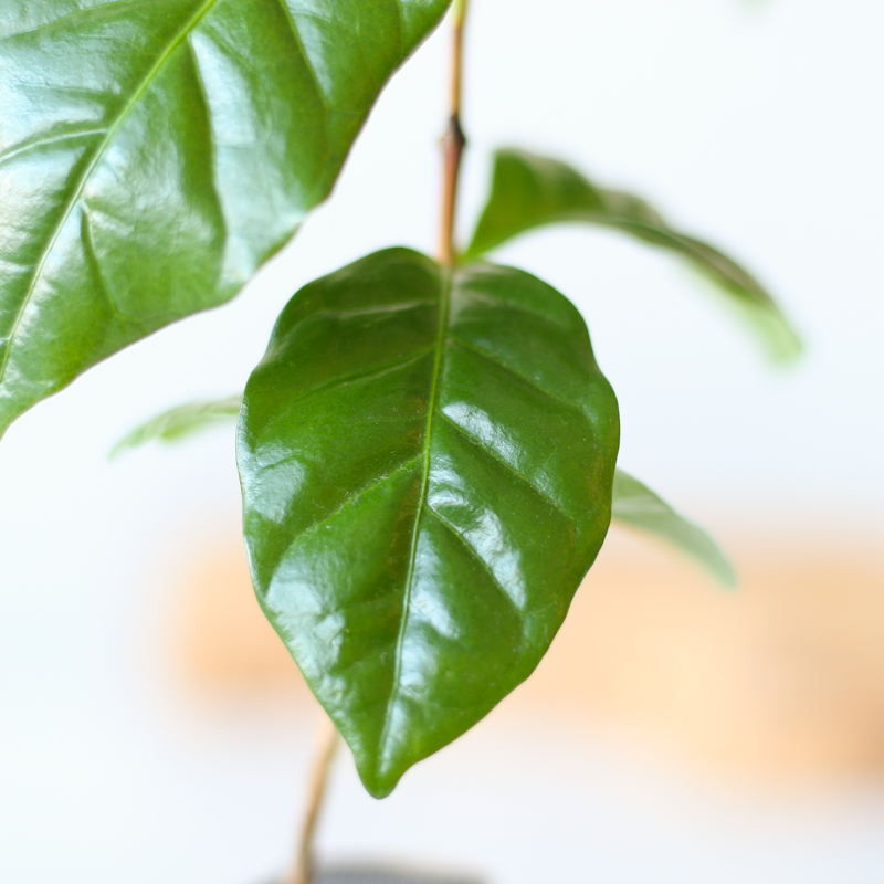 brievenbus-boompje-koffie