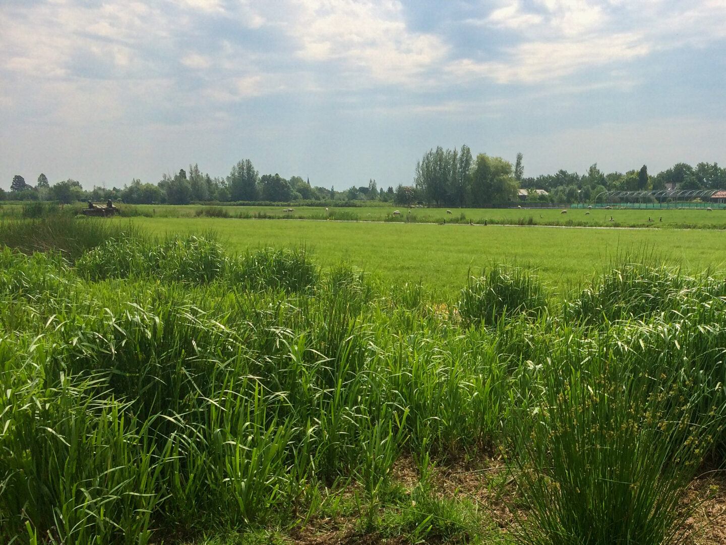 bomen-planten-alphen-aan-den-rijn