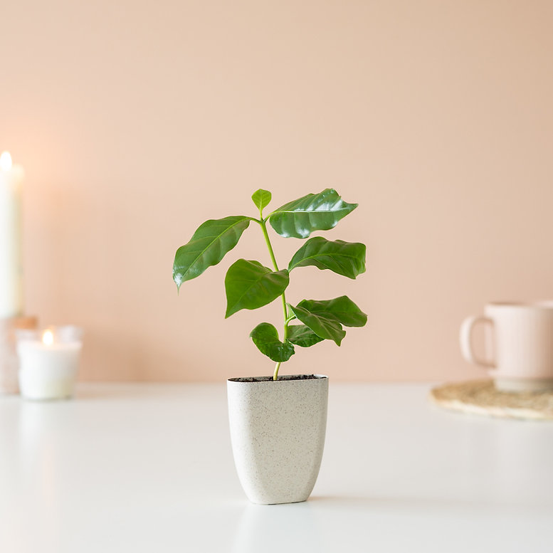 brievenbus-boompje-koffie