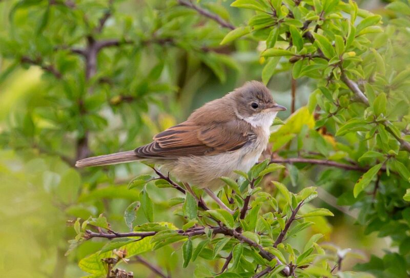 Common whitethroat