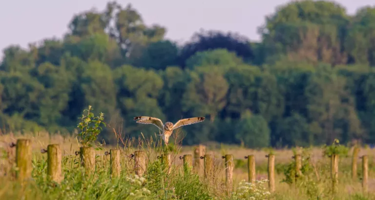 Landscape elements Drenthe | Trees and hedges on Drenthe farmers' land