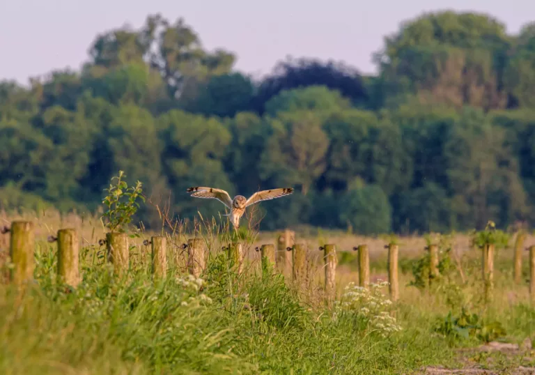 Landscape elements Drenthe