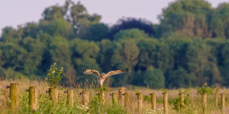 Landscape elements Drenthe | Trees and hedges on Drenthe farmers' land