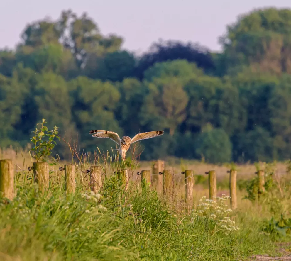 Landschapselementen Drenthe | Bomen en heggen op het land van Drentse boeren