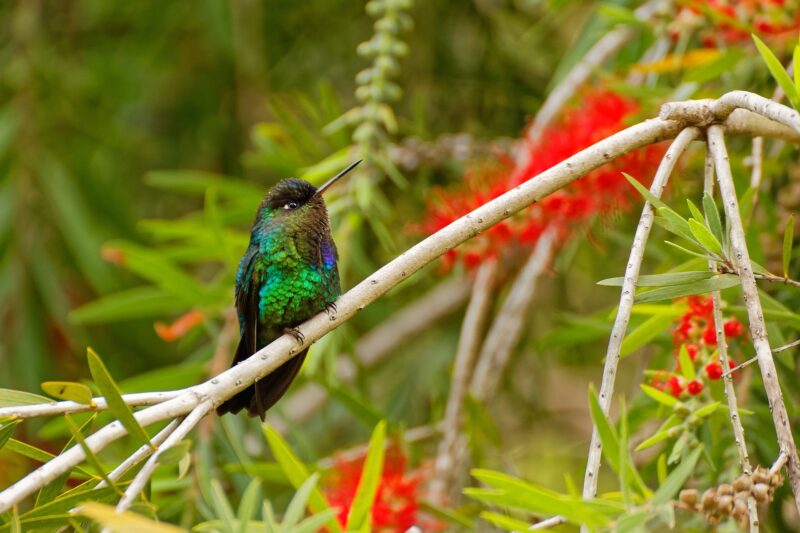 Hummingbird - Costa Rica