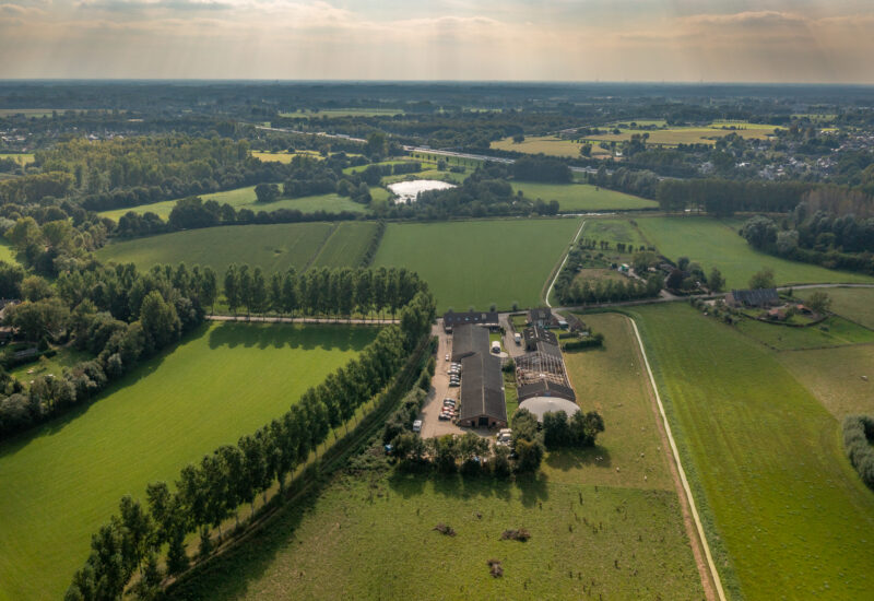 Rows of trees on the countryside