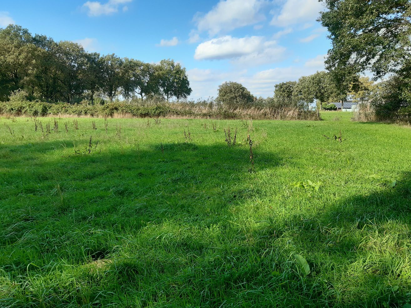 grassland plot