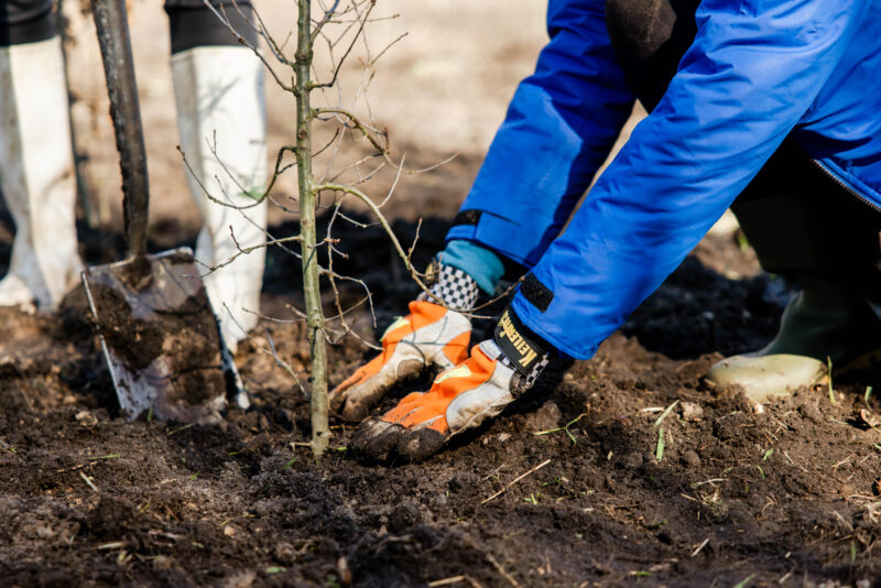 Planting trees