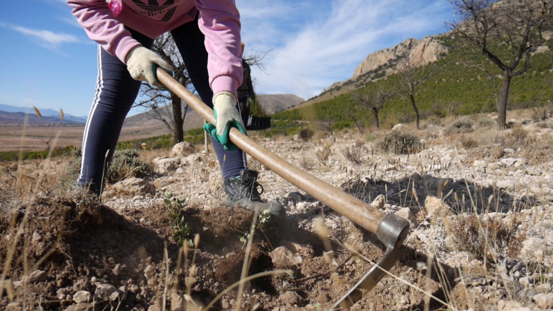 Planting trees in Spain by AlVelAl (2)