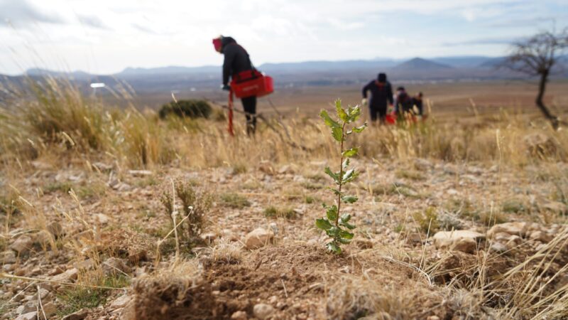 Planting trees in Spain by AlVelAl