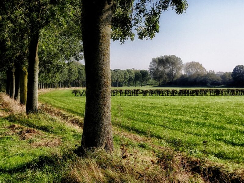 Rows of trees on Dutch countryside