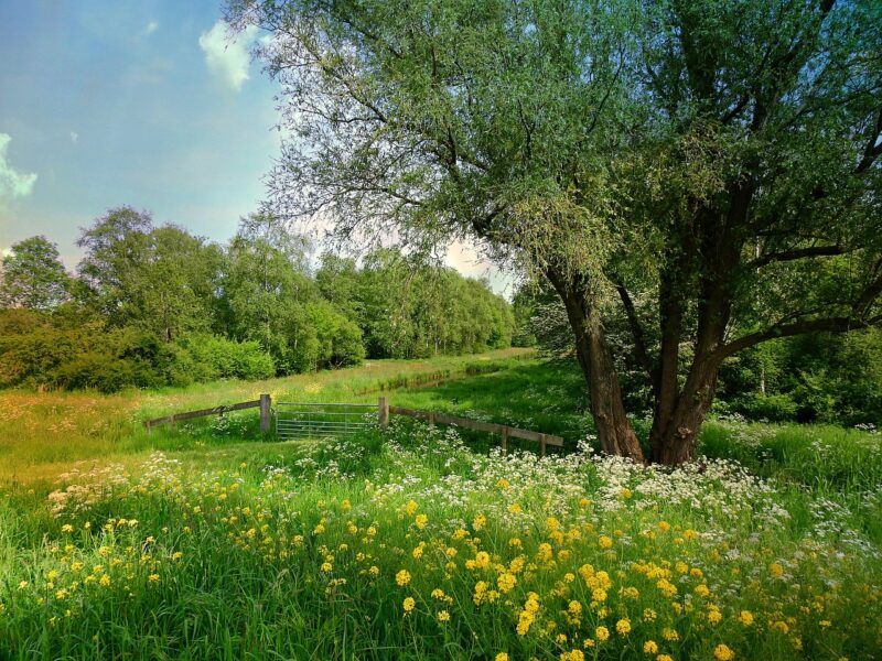 Willow on Dutch countryside