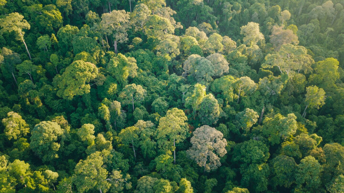 Regenwoud-borneo