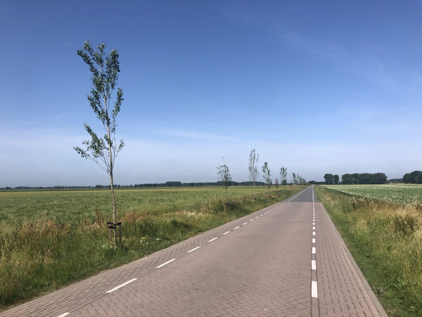 laanbomen-bergen-op-zoom