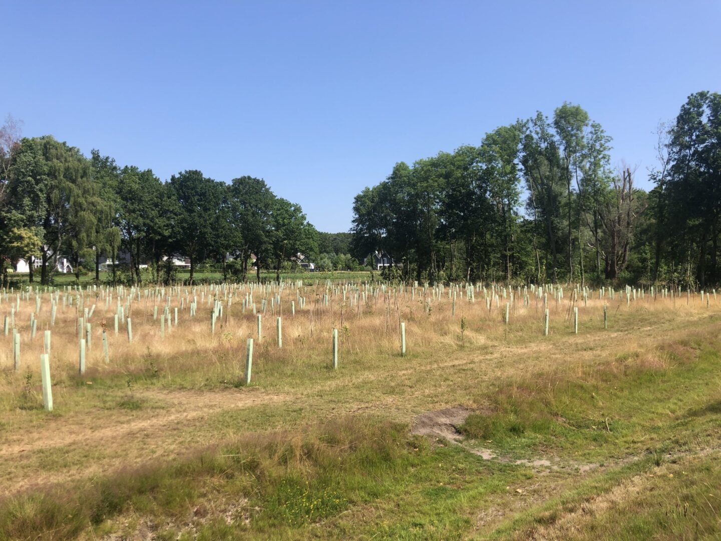 aanplant-bergen-op-zoom