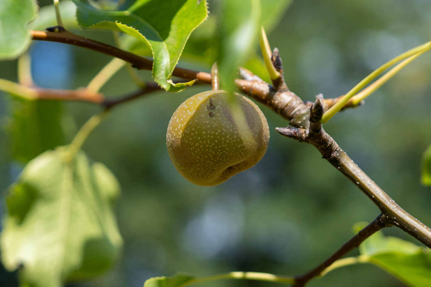 belevingsbos-haaksbergen-groendoen-fonds