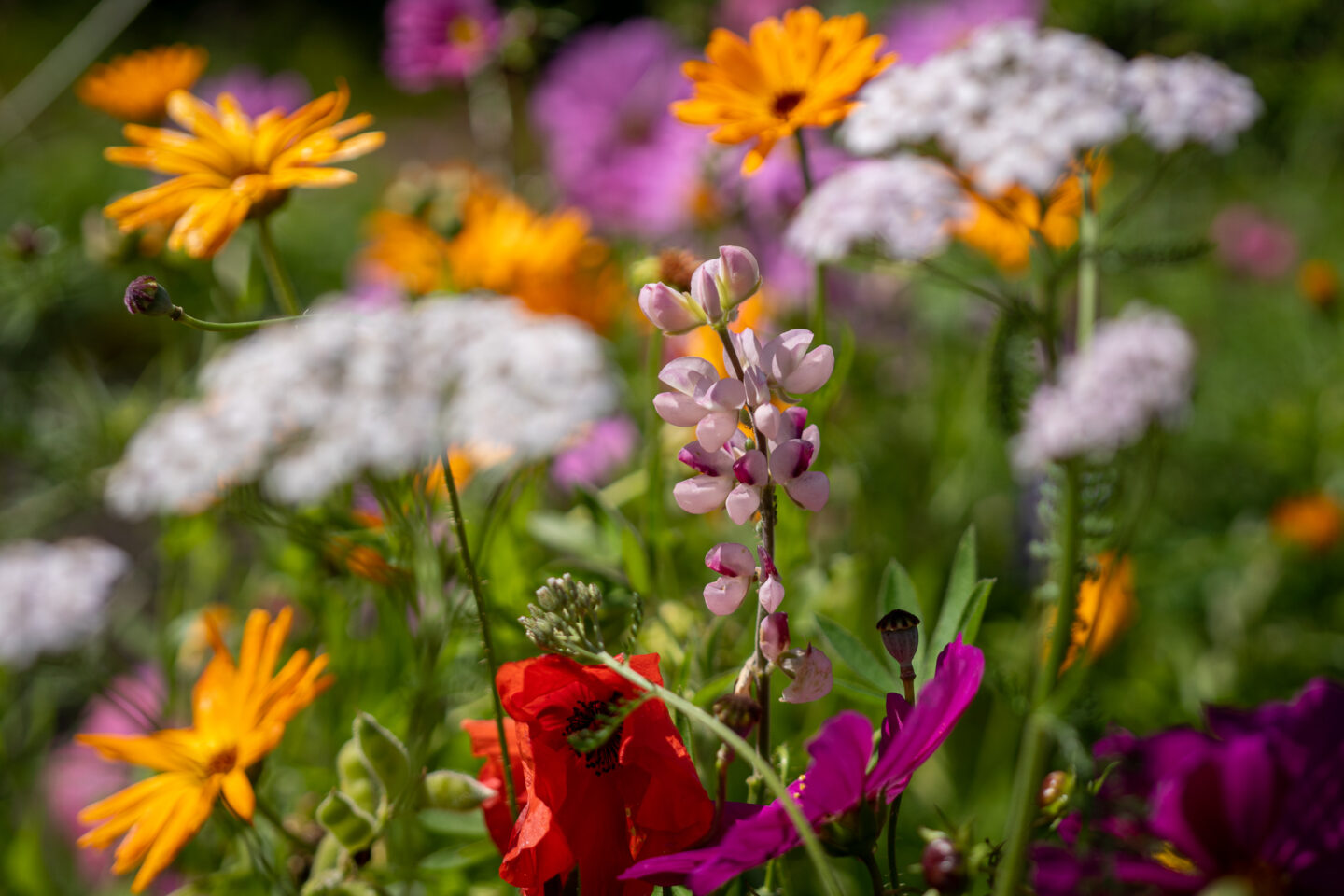 belevingsbos-haaksbergen-groendoen-fonds