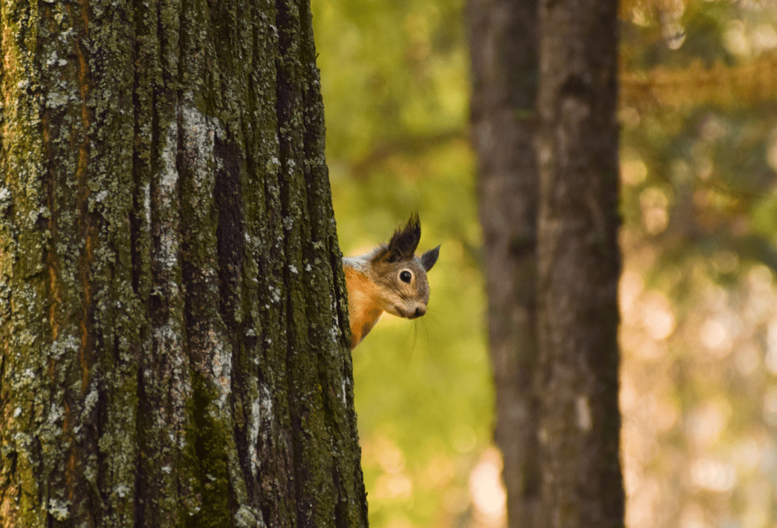 Geef een boom cadeau: voor elke gelegenheid | Trees for All