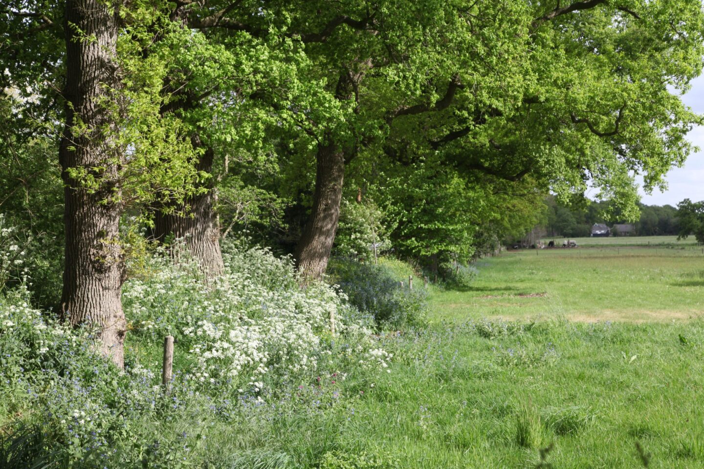 haag-landschapselement-Groningen