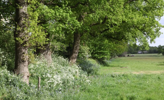 Bomen en struiken herstellen oorspronkelijk landschap in Groningen: resultaten 2024-2025