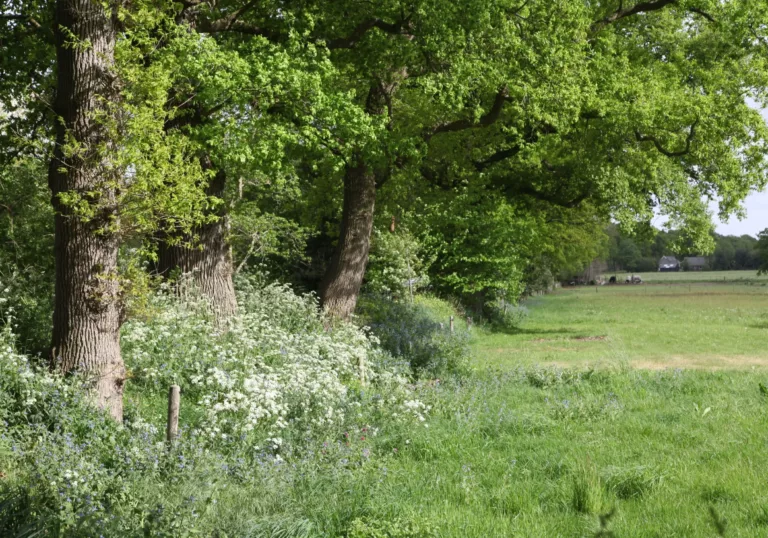 Landschapselementen Gorecht (Groningen)