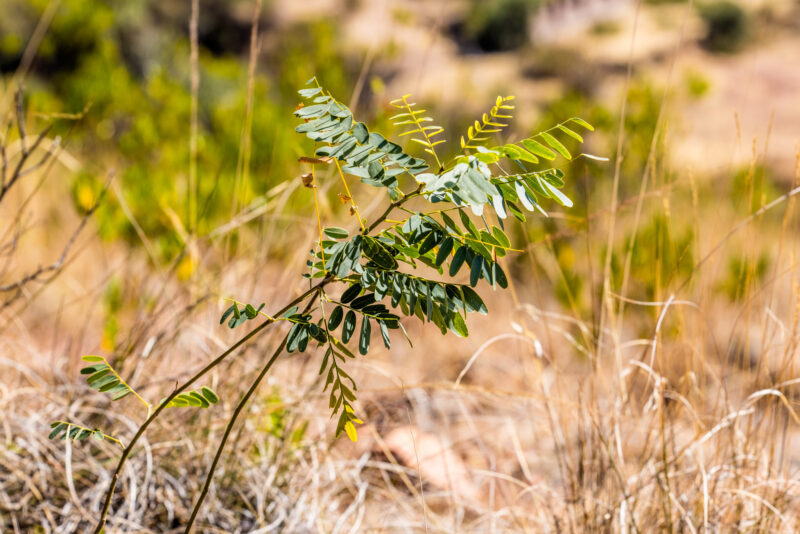 A young tree planted in the Bolivian Andes