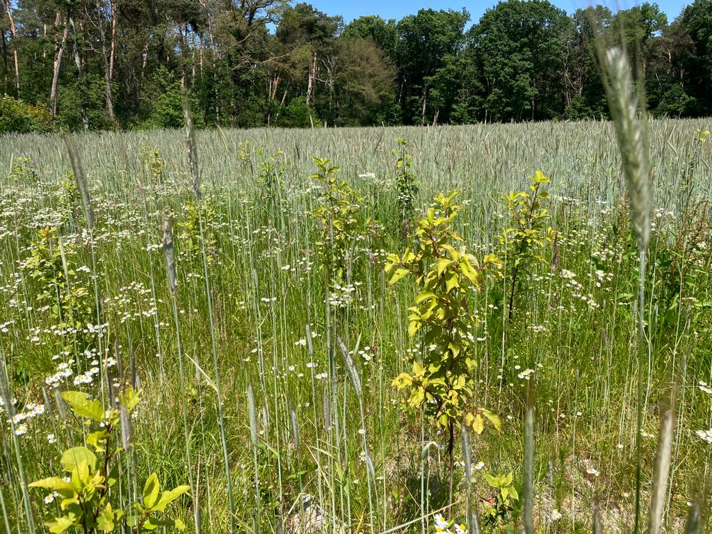 aanplant-limburg-2023