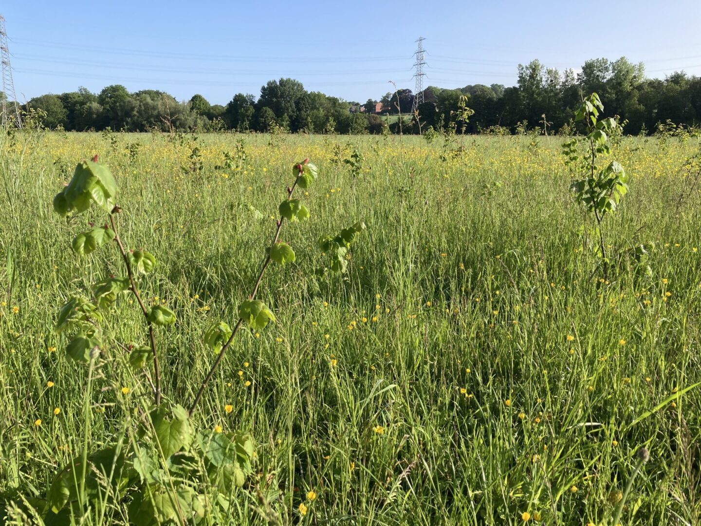 aanplant-limburg-2023