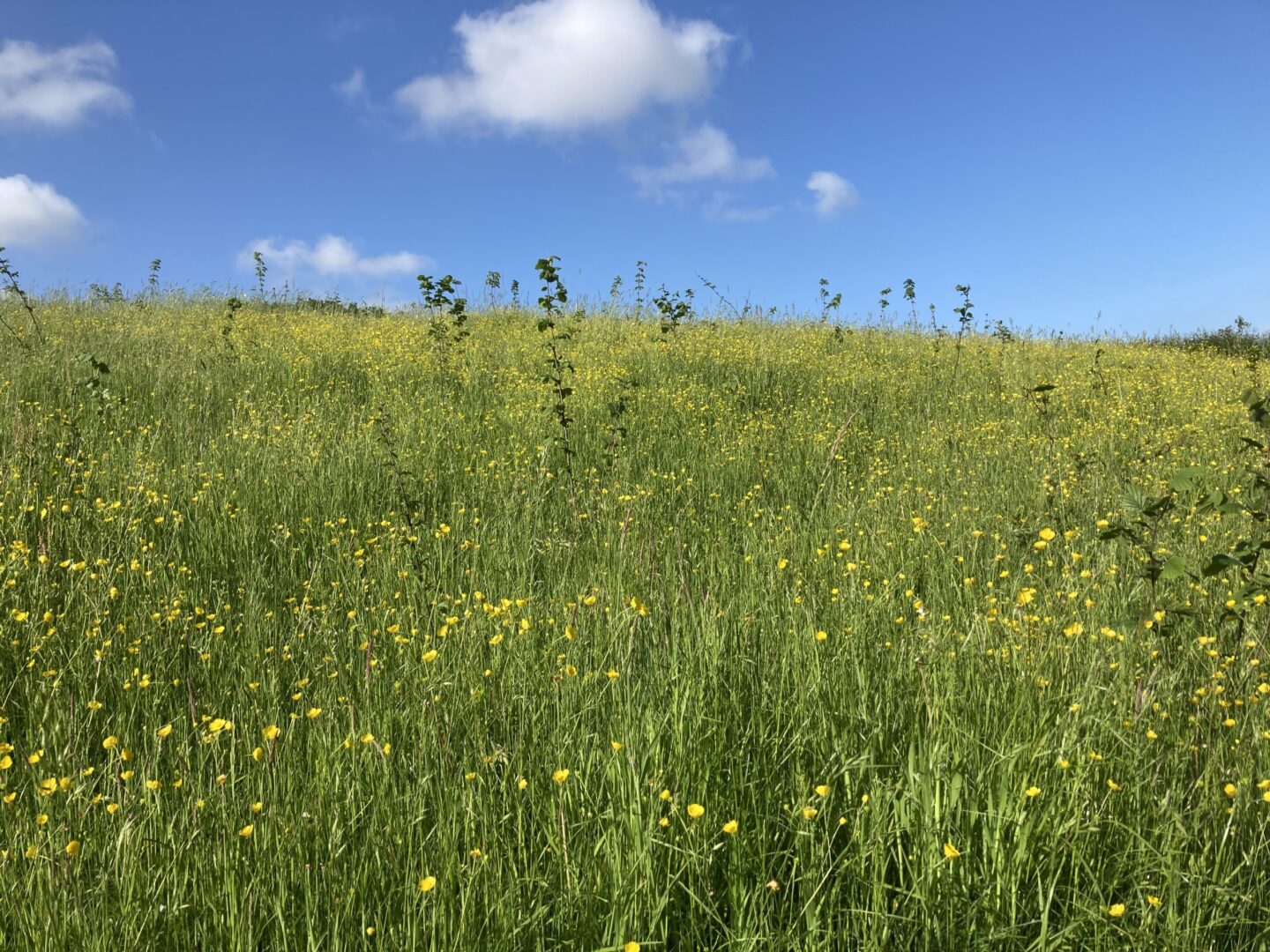 aanplant-limburg-2023