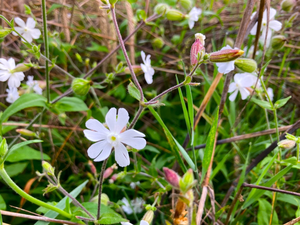 avondkoekoeksbloem