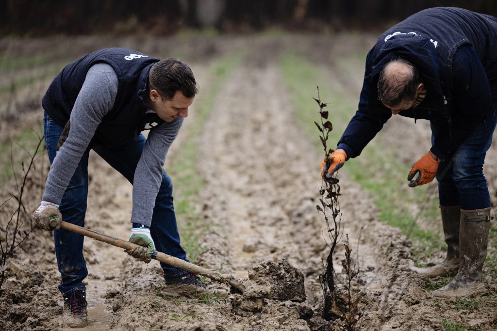 bomen-planten-trees-for-all-limburg