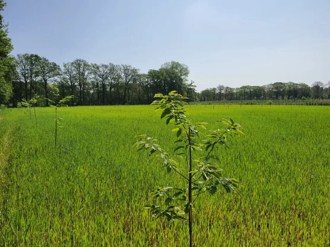 aanplant-voedselbos-achterhoek-trees-for-all