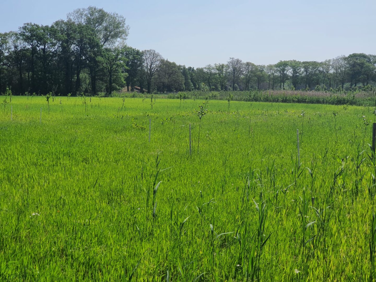 aanplant-voedselbos-achterhoek-trees-for-all