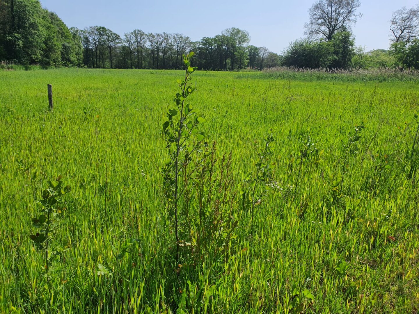 aanplant-voedselbos-achterhoek-trees-for-all