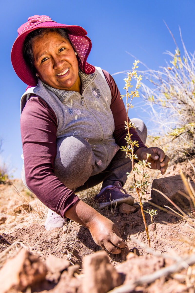 Reforestation in the Bolivian Andes