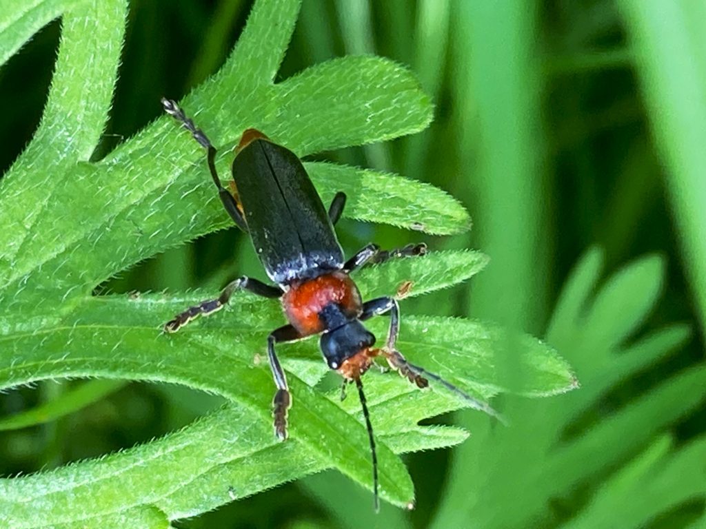 zwartpootsoldaatje